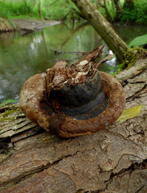 A small bracket with a large margin and blackish colouration in Mote Park, Maidstone